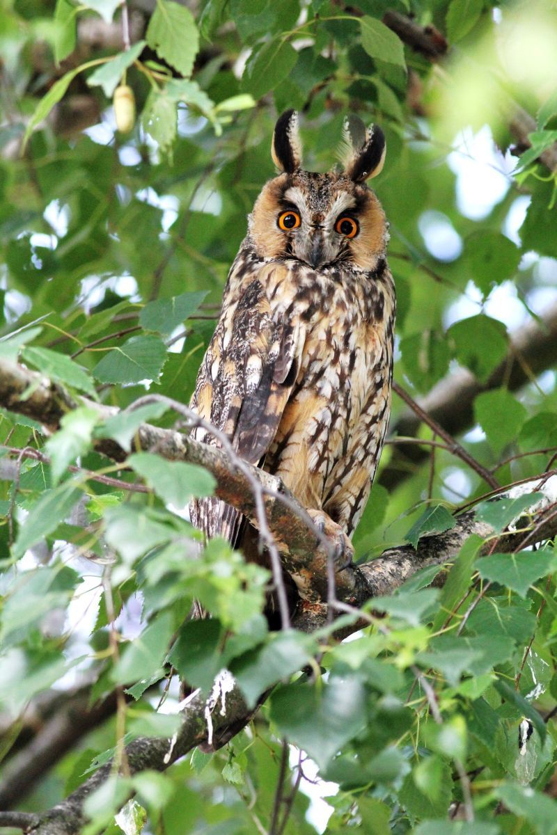 Aufmerksamer Blick aus der und in die Wahner Heide. Foto: Gerhard Kriso.