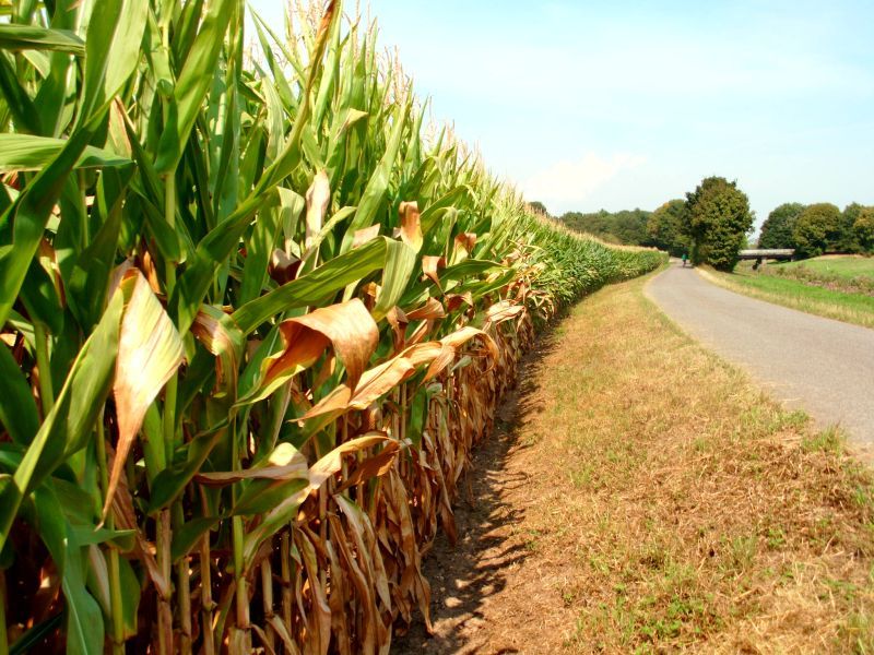 Titelseite des neuen Kalenders: In der Siegaue. Foto: Haas.