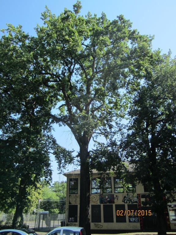 Eine der Eichen vor dem Jugendkulturcafé ist krank und muss gefällt werden.