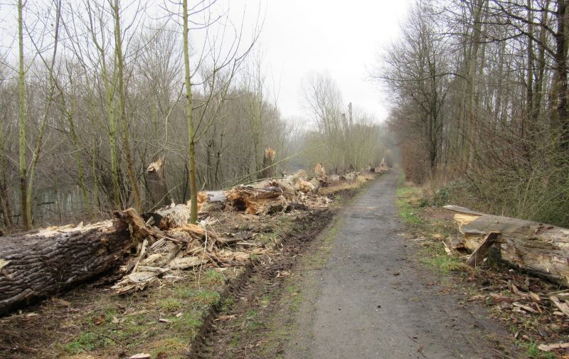 Die Pappelstümpfe sind gefallen, der Wanderweg ist wieder freigegeben.