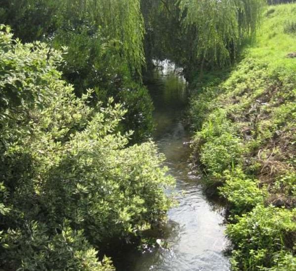 Bäume und Sträucher ragen an manchen Stellen bis ins Wasser des Mühlengrabens hinein.
