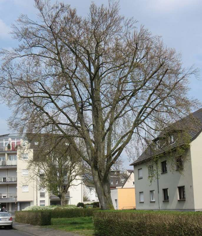 Die imposante Rotbuche in der Aggerstraße.
