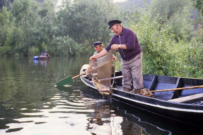 Traditioneller Fischfang auf dem Altarm des Rheins in Troisdorf-Bergheim.