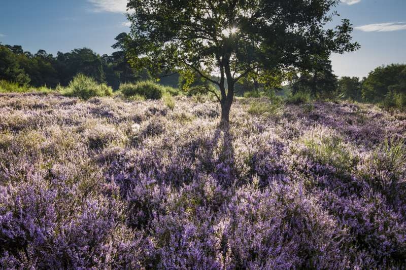 Morgendlicher Blick in die Wahner Heide. Foto: Stefan Pütz.