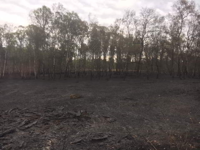 Wahner Heide nach Löscharbeiten