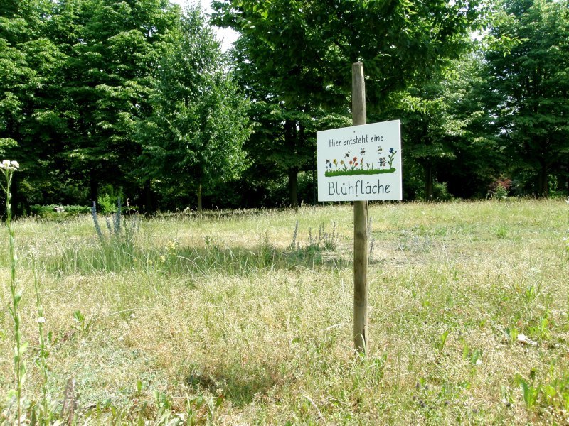 Ist kein Unkraut: Üppige Blühtenpracht auf dem Parkfriedhof in Sieglar.