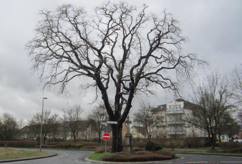 Die von einem Pilz befallene Kastanie in Bergheim wird gefällt, ein neuer Baum wird gepflanzt.