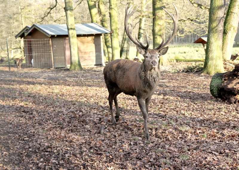 Gerne besucht: Hirsch im Hirschpark.