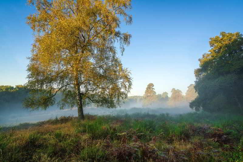 Ein Motiv aus der Wahner Heide für den Fotokalender 2018.