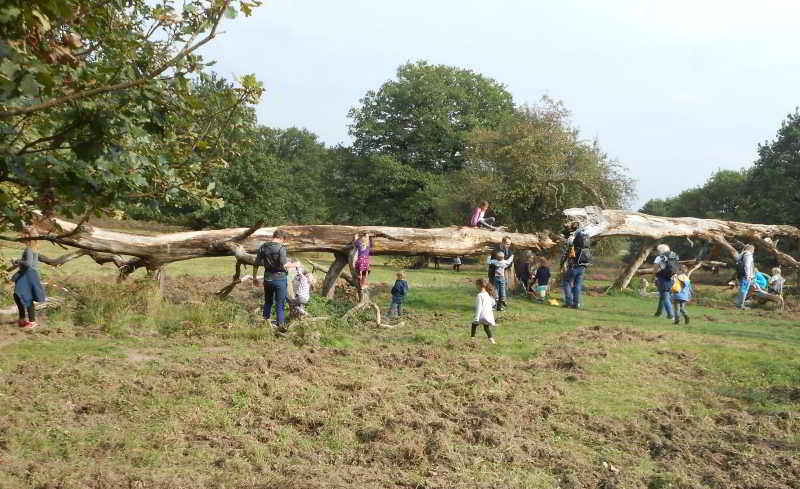 Natur pur – ein Baum zum Klettern für die Kinder.