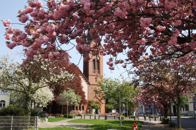 Eine Zier: Kirschen und Kirche in der Kronprinzenstraße.