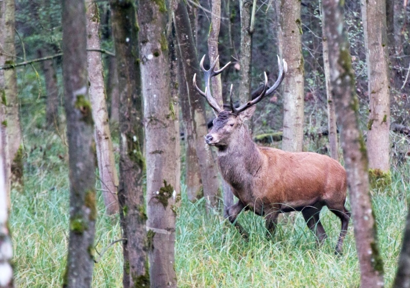 Rotwild wird in einer Fotoausstellung vorgestellt.
