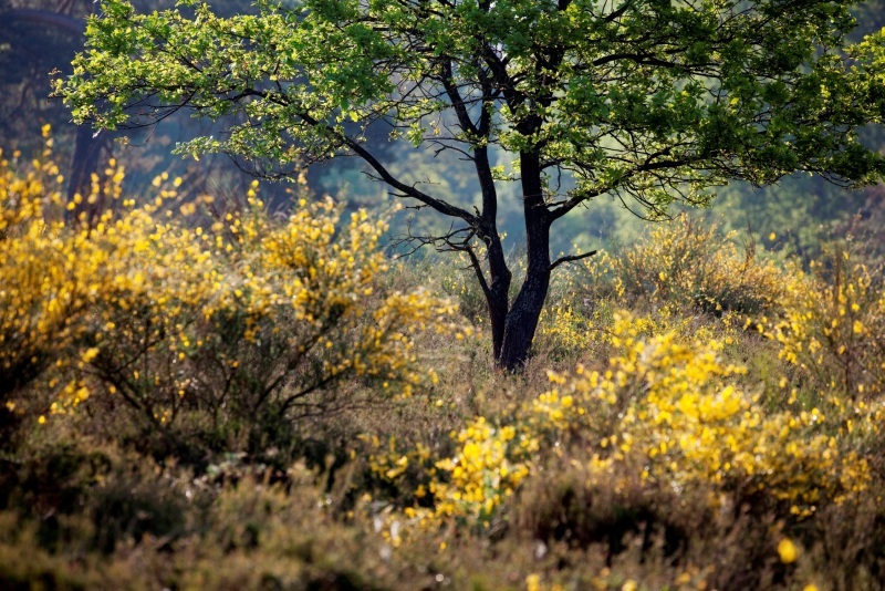 Heide am Fliegenberg. Foto: Stefan Pütz.