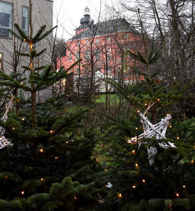 Auf Burg Wissem werden nach dem Fest die Tannenbäume verkauft.