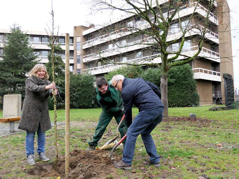 Obstbäume wurden neben dem Rathaus gepflanzt.