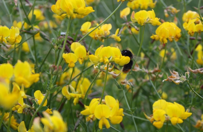 Hummel bei der Arbeit im Hornklee auf einer Wildwiese am Parkfriedhof.
