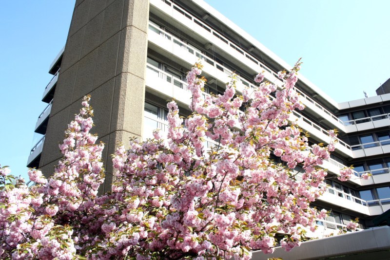 Das Rathaus im Frühling