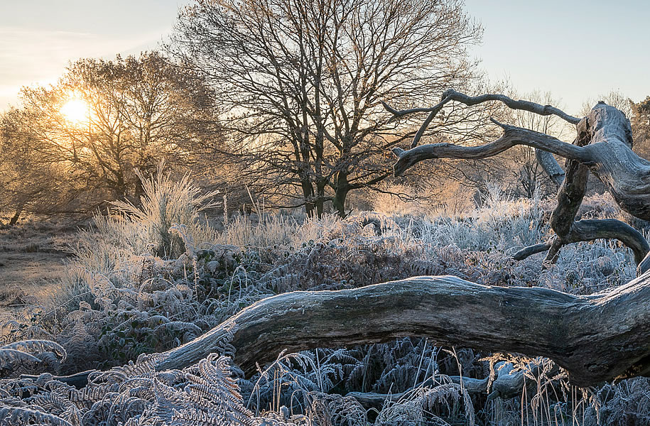 Blick in die Wahner Heide. Foto: Stefan Pütz.