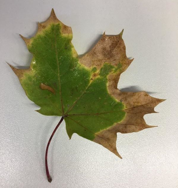 Die Stadt bietet wieder einen besonderen Herbst-Service an.