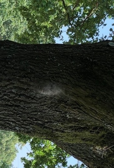 Ein Gespinst des Eichenprozessionsspinners am Baum an Haus Rott.