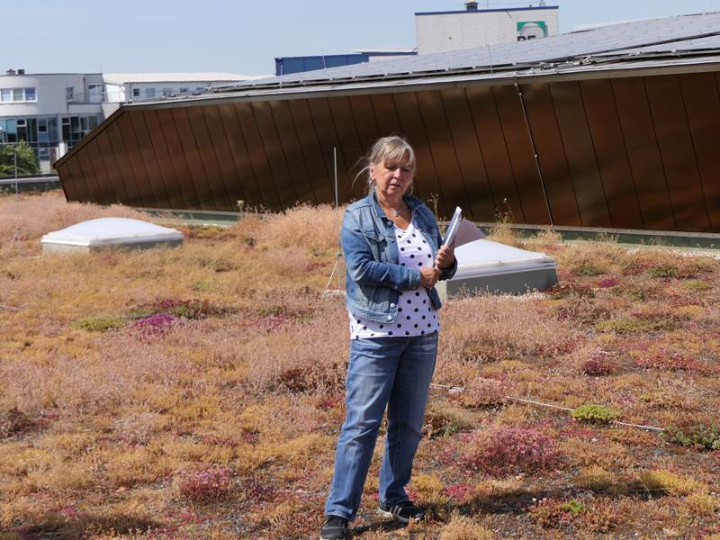 Beispiel Dachbegrünung: Amtsleiterin Ulrike Tesch auf dem Dach der Stadthalle Troisdorf.