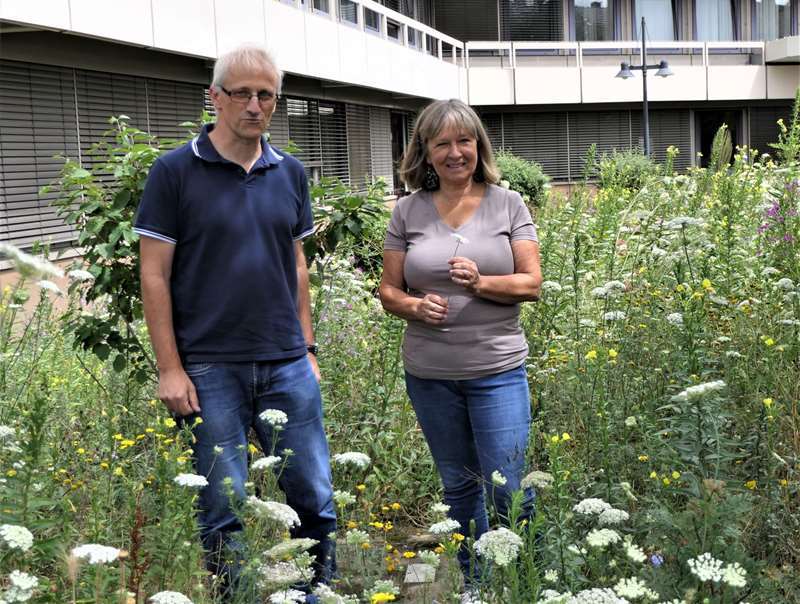 Auf der Blühwiese hinter dem Rathaus: Hans-Bernd Bendl und Ulrike Tesch kümmern sich um städtische Grünflächen.