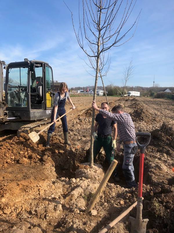 Die städtische Koordinatorin Suzanne Schwirian mit den Gartenbaubetrieb-Mitarbeitern Thomas Schmidt und Fatmir Breznica beim Baum-Pflanzen.