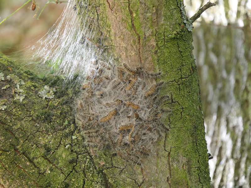 Ein Nest des Eichenprozessionsspinners an einer Eiche.