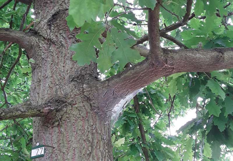 Eines der Nester der Eichenprozessionsspinner am Parkfriedhof.