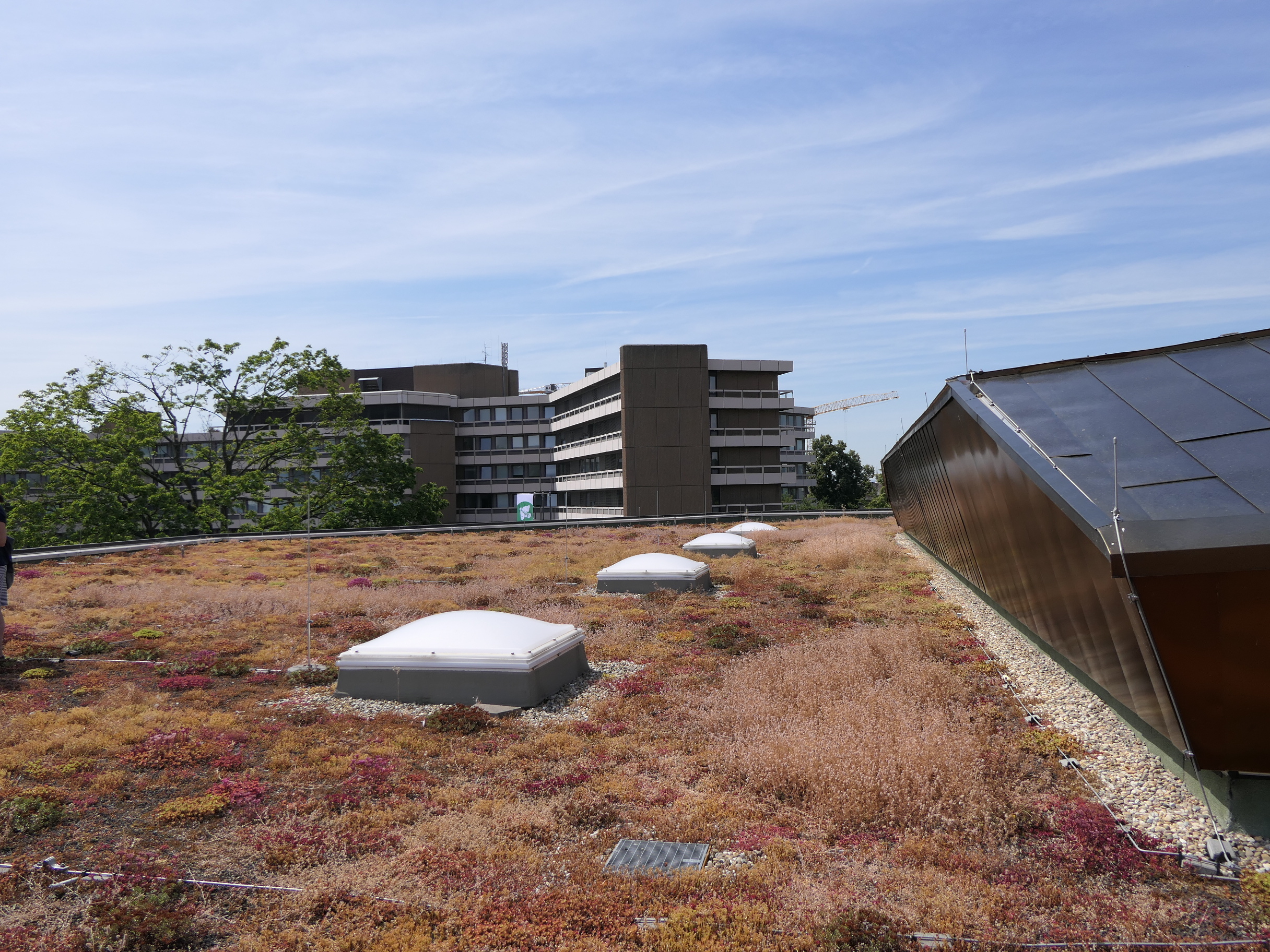 Blick über das Dach der Stadthalle. 