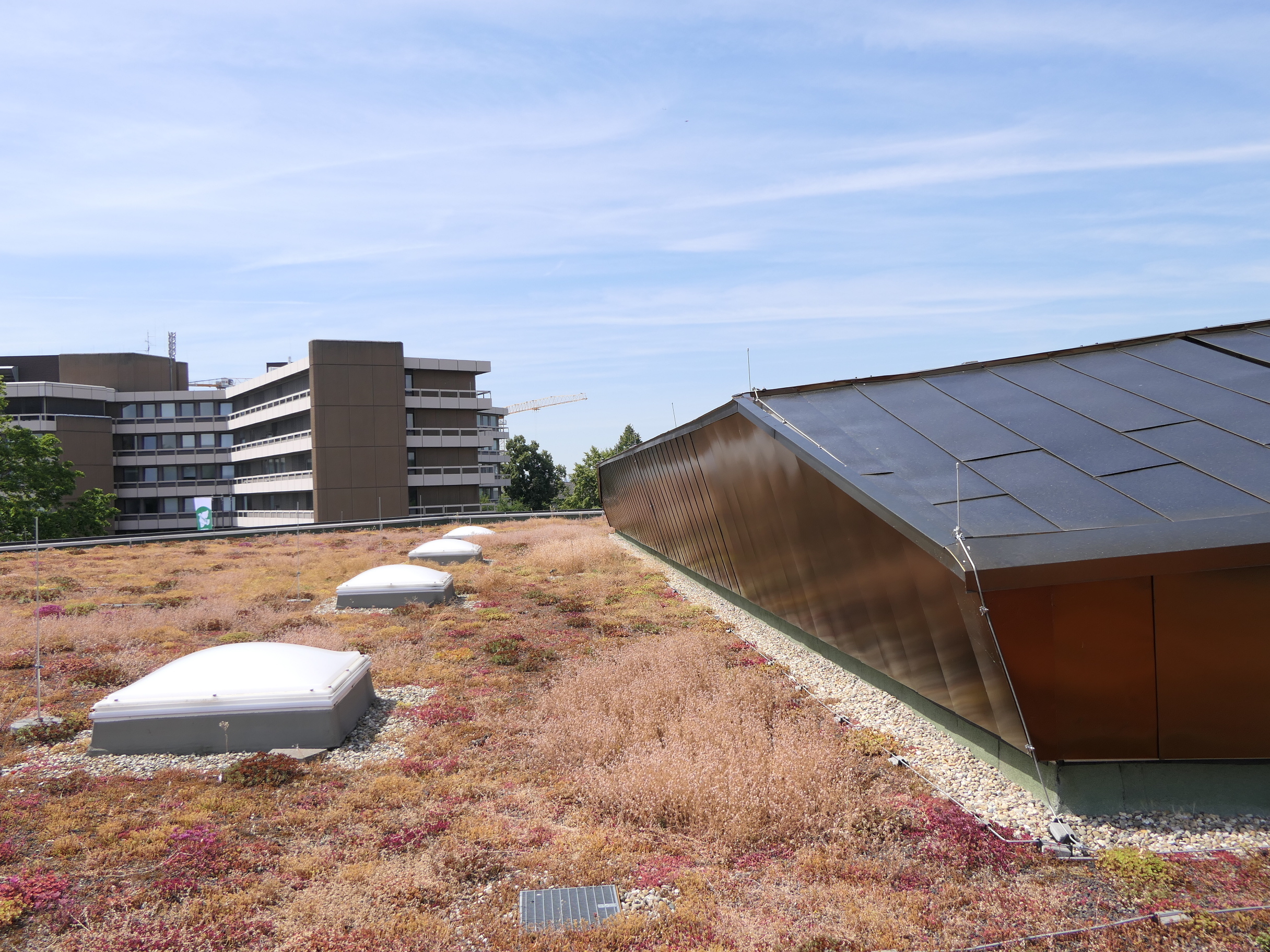 Dachbegrünung der Stadthalle