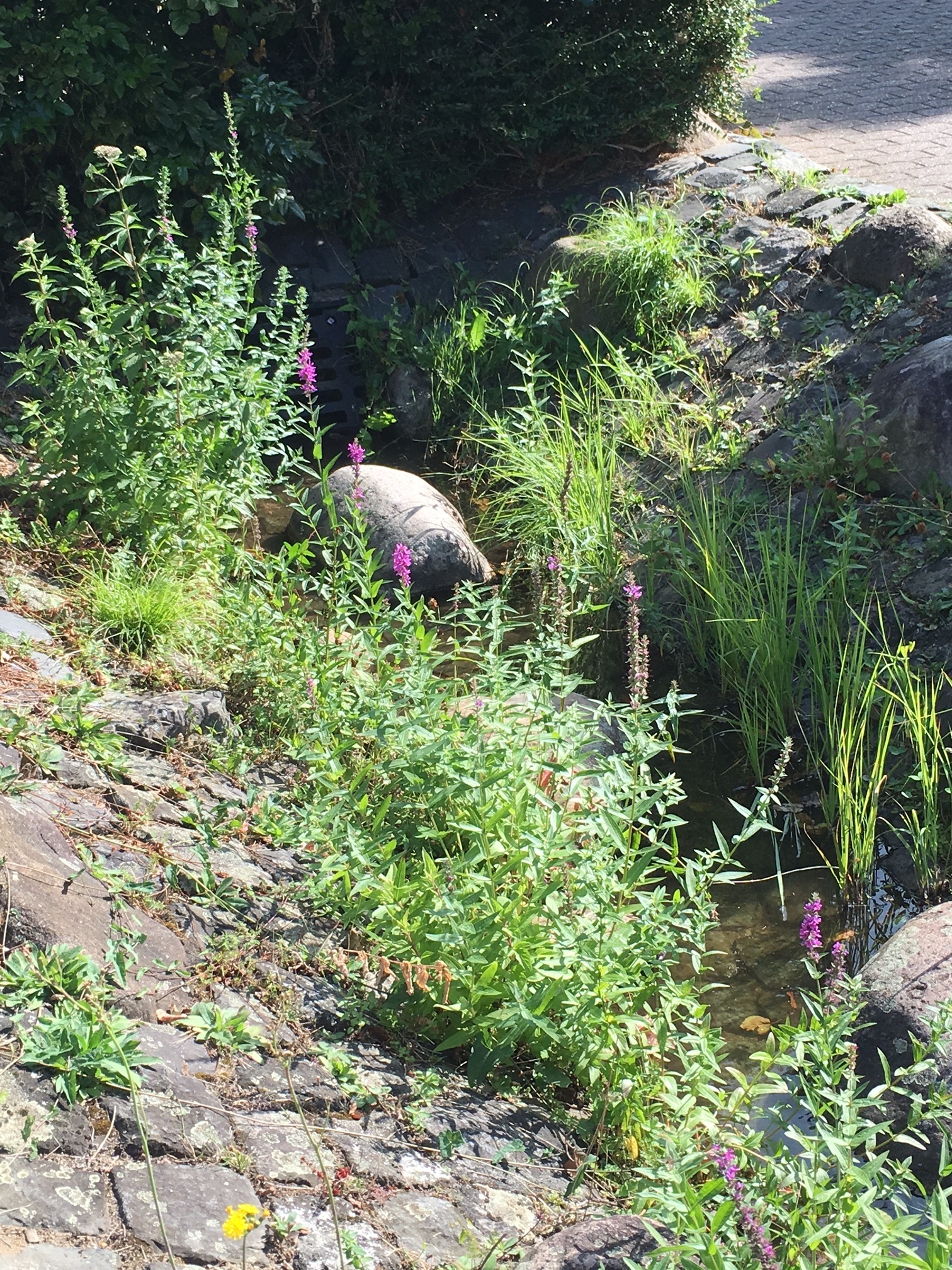Wasserlauf in Rotter See