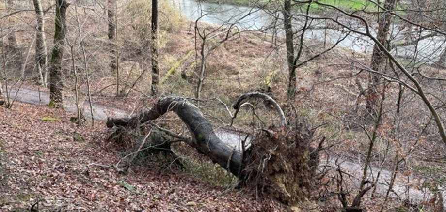  Umgestürzten Hainbuche „Zum alten Wasser“ - Aggerweg Höhe Lohmarberg (Foto: J. Riekenbrock