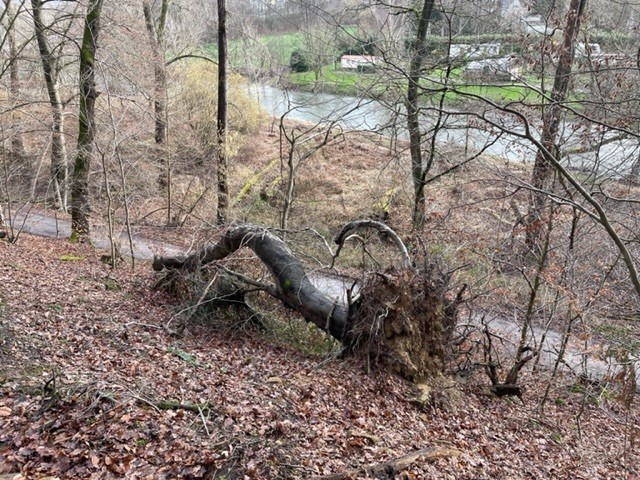  Umgestürzten Hainbuche „Zum alten Wasser“ - Aggerweg Höhe Lohmarberg (Foto: J. Riekenbrock