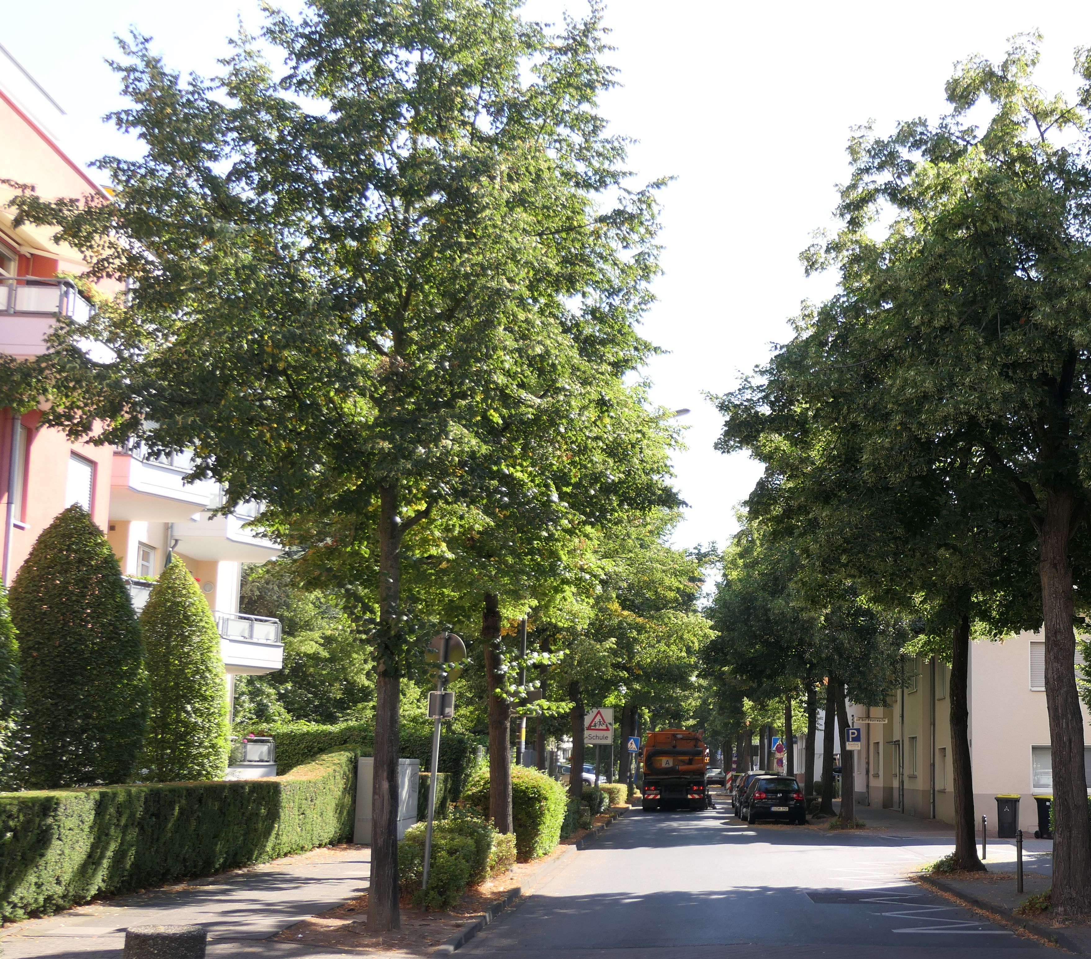 Bäume in einer Troisdorfer Straße.