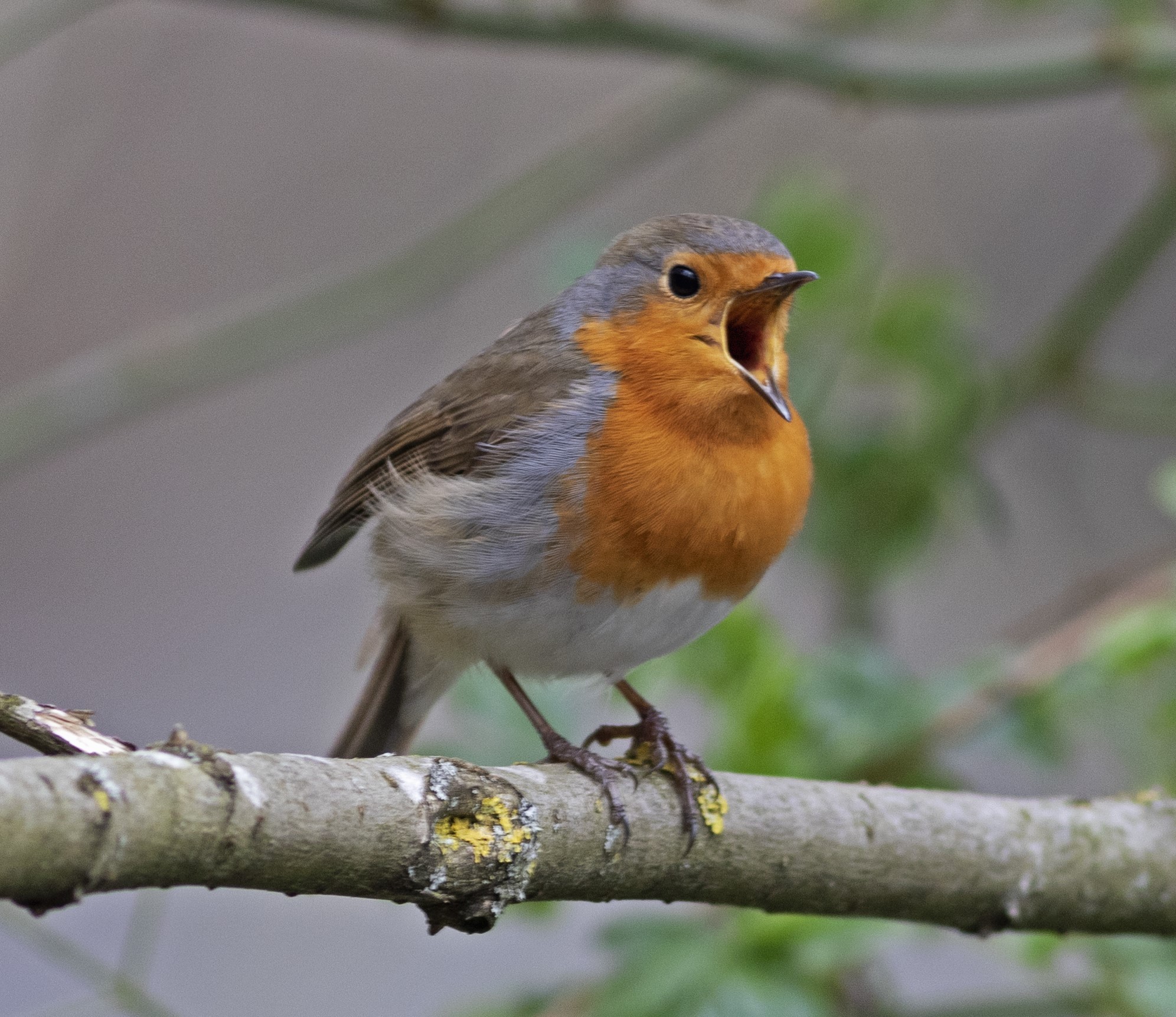 Rotkehlchen, © Wiebke Dallmeyer-Böhm 