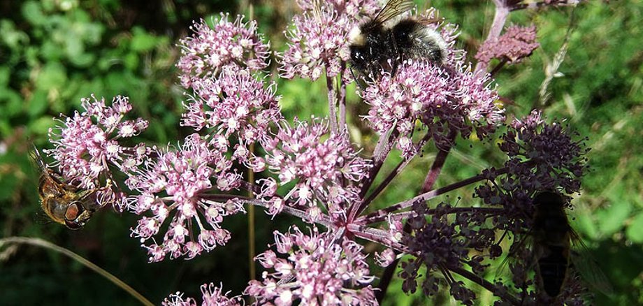 Insekten auf Pflanze