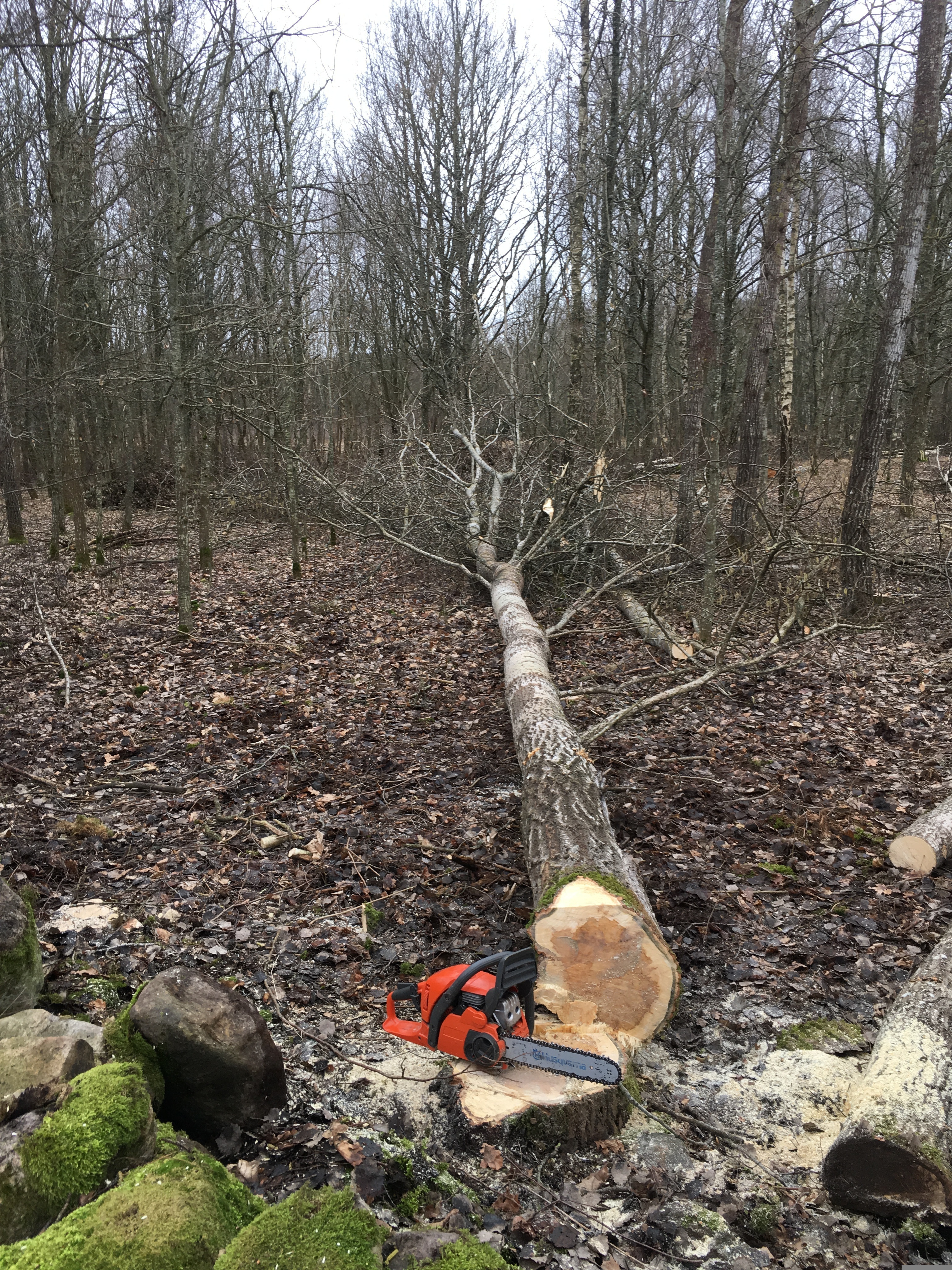 Kettensäge mit gefälltem Baum