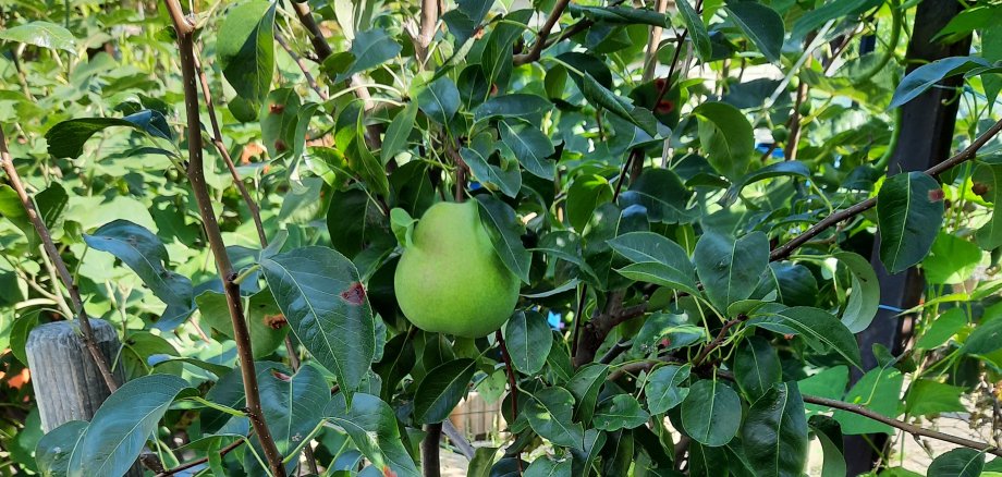 Erste Birne 2023 auf einer Obstwiese in Troisdorf