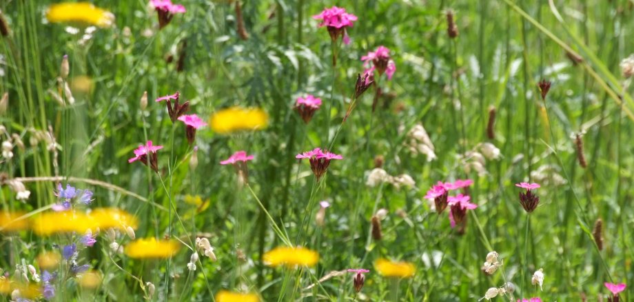 Wilde Blumenwiese