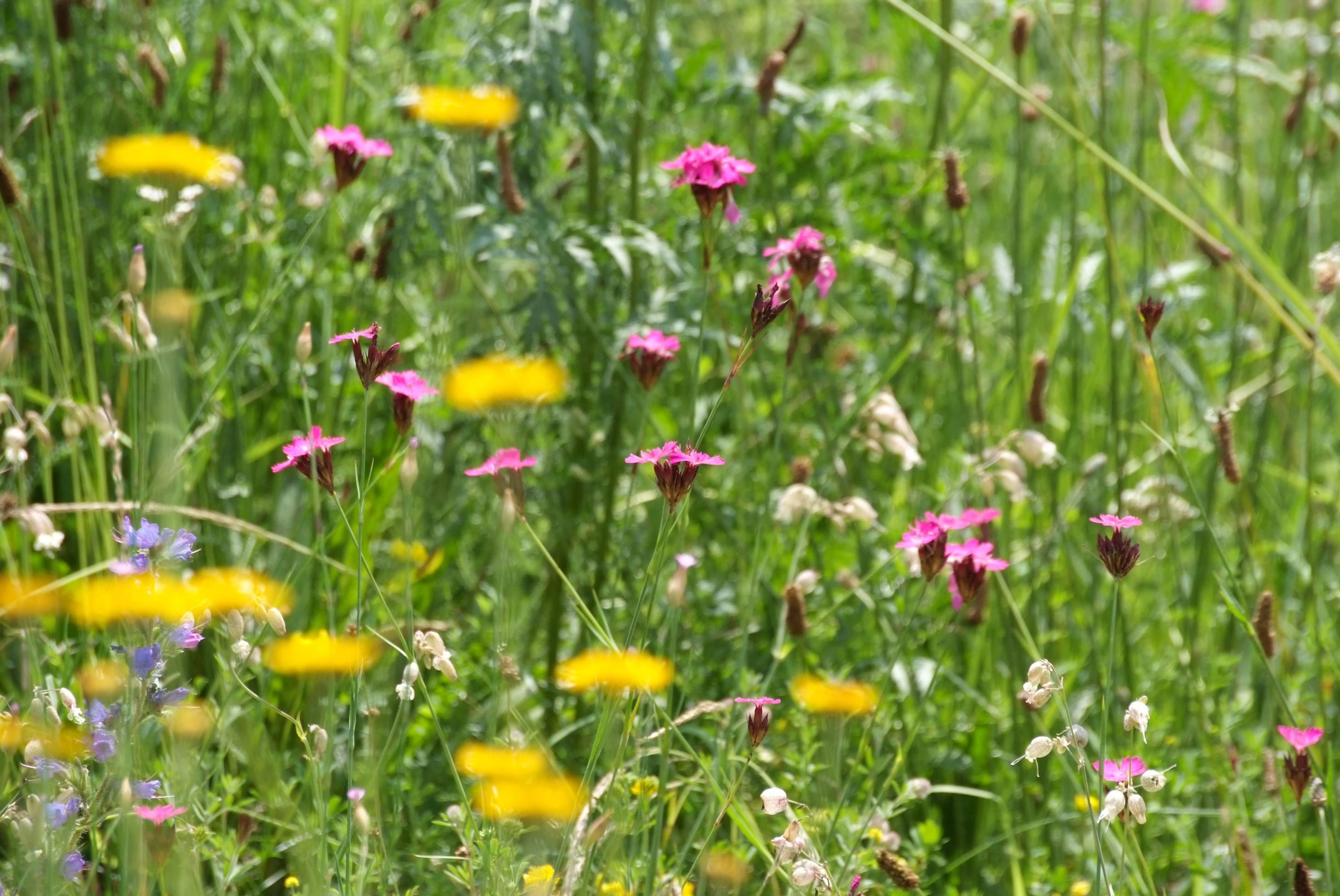 Wilde Blumenwiese