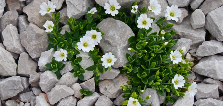 Margerite im Schottergarten