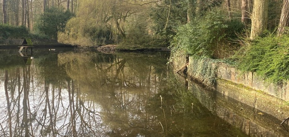 Teich im Waldpark