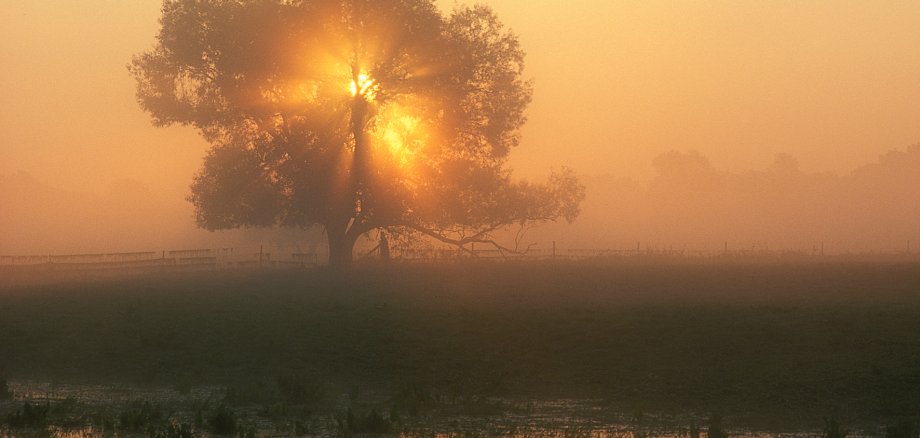 Baum in der Siegaue, Foto: HG Rudas