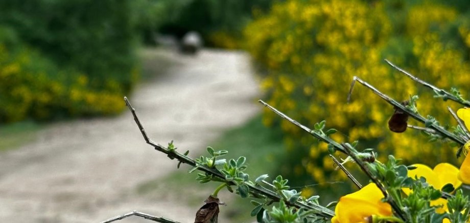 Ginsterblüte