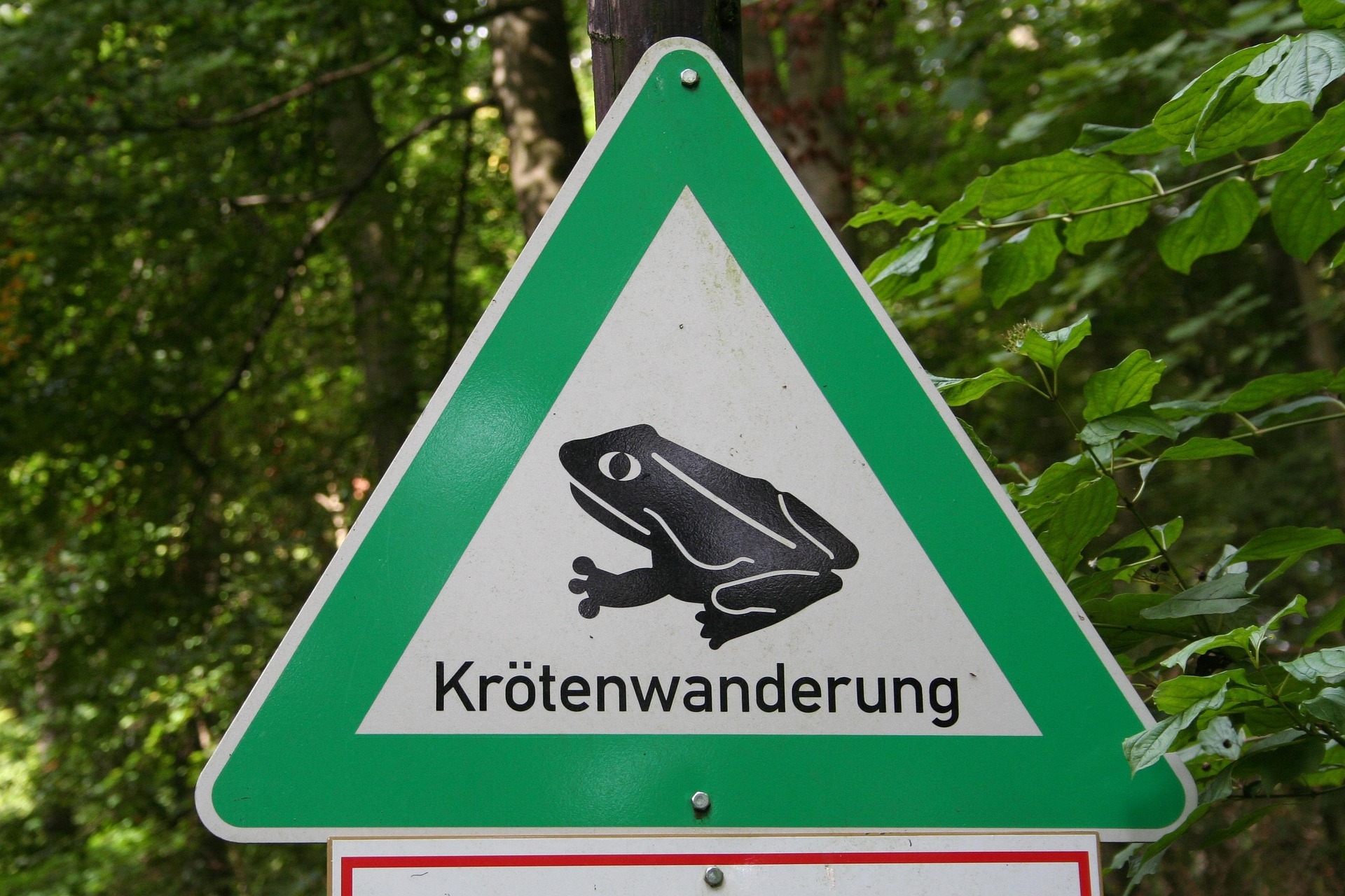 Foto Krötenwanderung