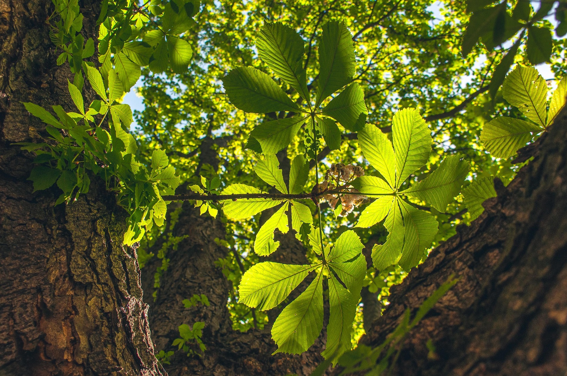 Blätter einer Kastanie