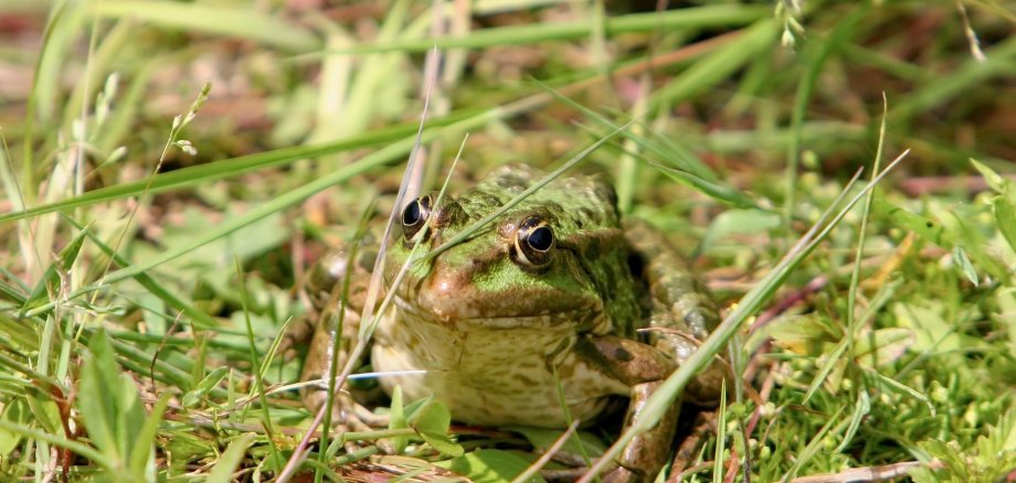Kröte im Gras