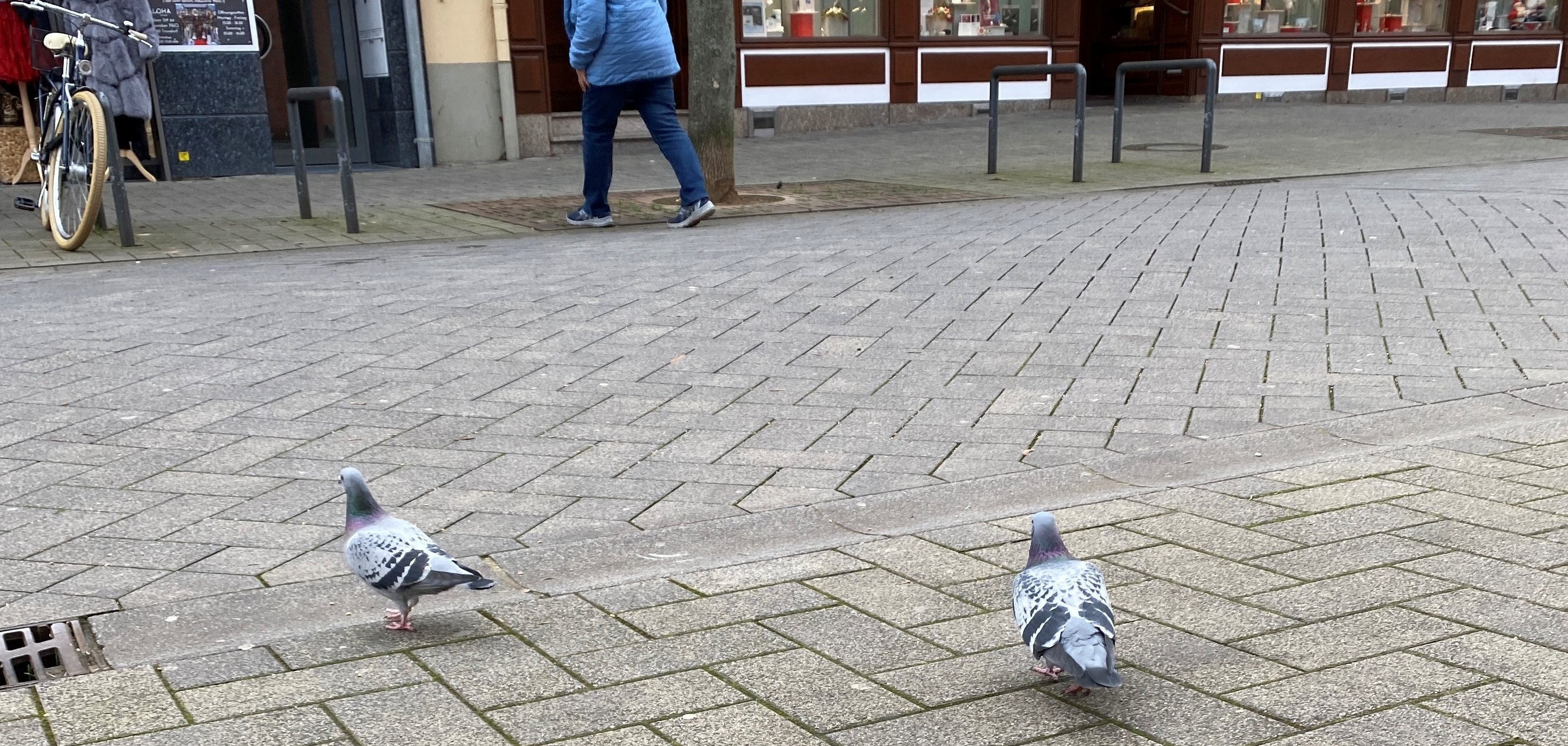 Tauben in der Fußgängerzone der Stadt Troisdorf 