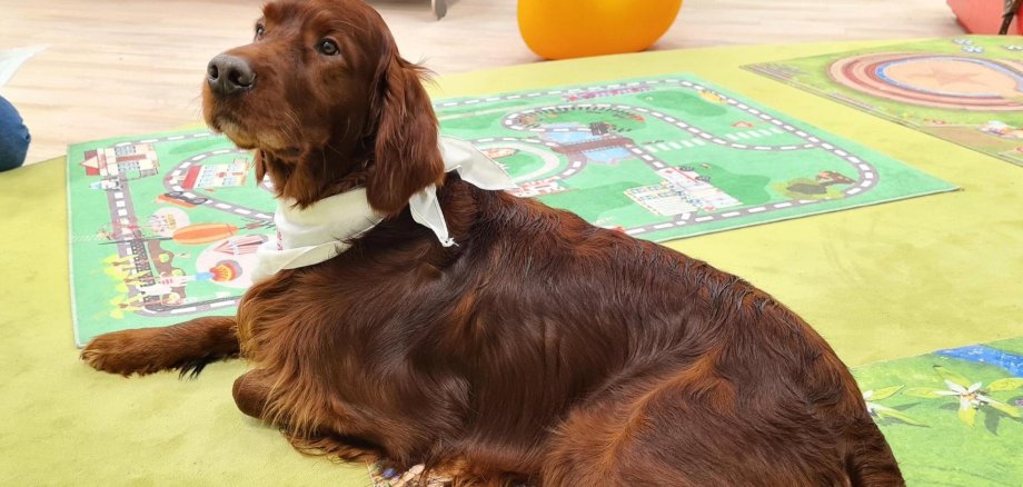 Vorlesehund Milow